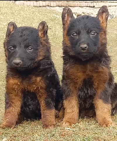 German Shepherd puppies for sale