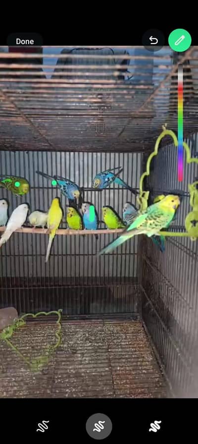 Adult budgies pairs