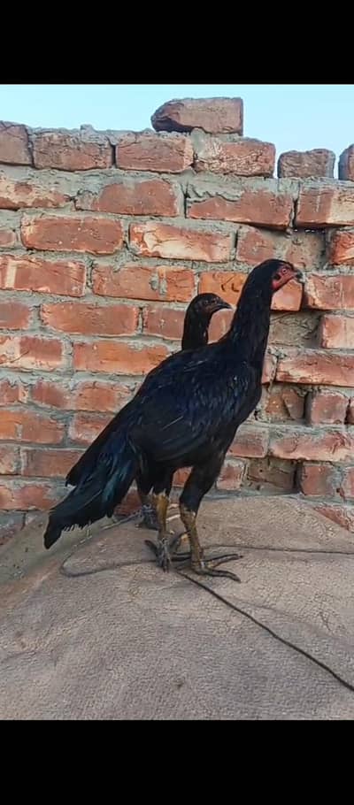 Thai pair Healthy and active Urgent sell