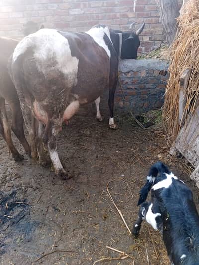 Urgent Cow for sale Fresh Delivery ha baby cow girl