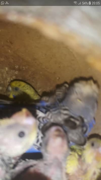 Black wing hogomo Male & Black wing pair with egg