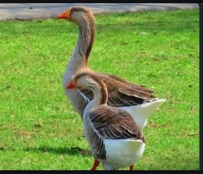 nice  and frendlye pair avelable in reasonable rate