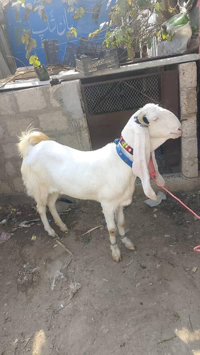 gulabi bakri