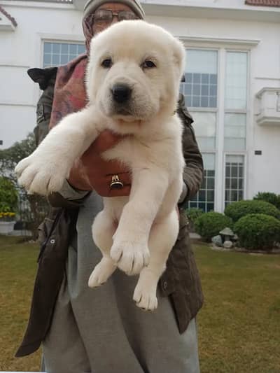 Central Asian Shepherd - For Sale