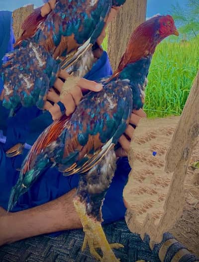 aseel murgha for sale