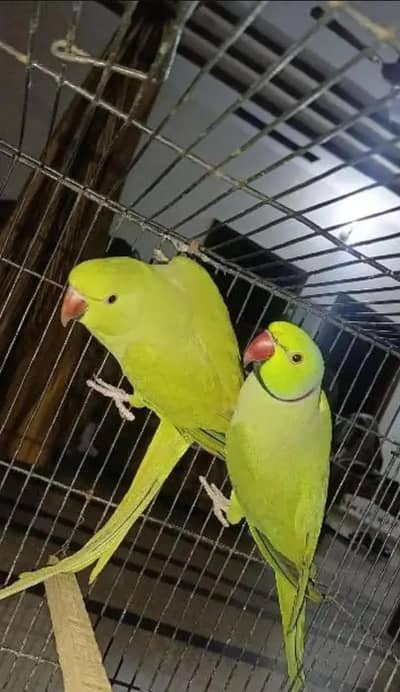 Breader pair with Single Breader  Mail