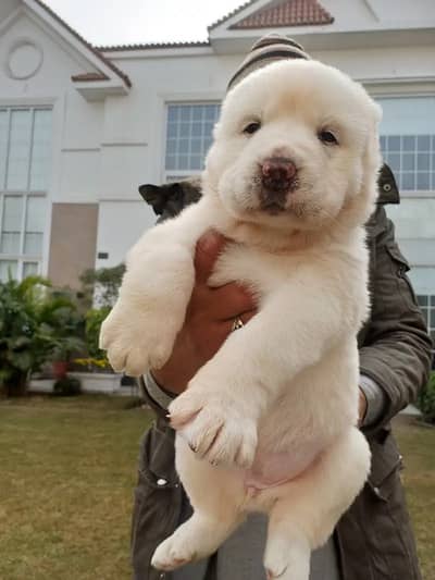 Central Asian Shepherd - For Sale