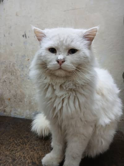 persian cat for sale
