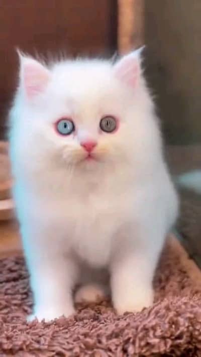 high quality pairsian male female kitten for sale