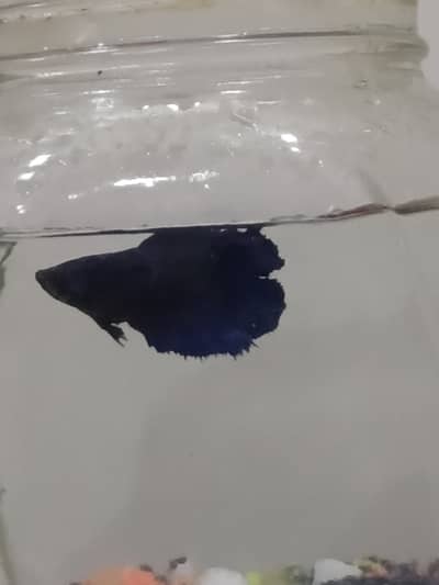 For sale 2 betta mother