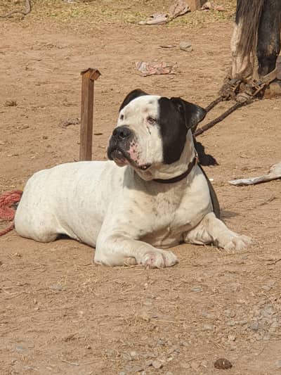 I want to sale my puri American bully