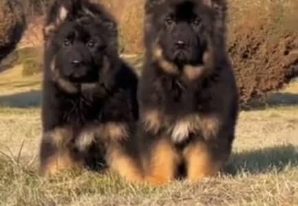 German shepherd helthy and happy puppies dog for sale