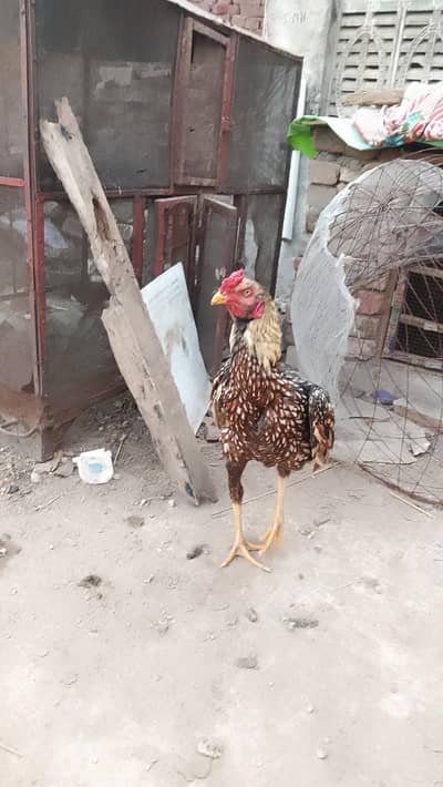 HIGH QUALITY ASEEL SHAJRA PATHA FOR SALE age SIRF 10 MONTHS HE