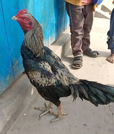 pure java aseel male pattha