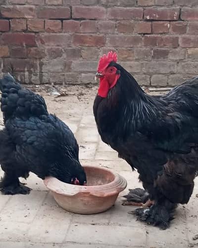 Fancy chicks and eggs