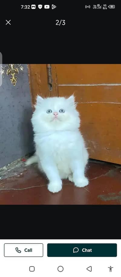 Persian cat for sale male or female03214390746 my WhatsApp number