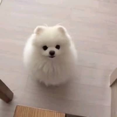 pomeranian puppies dog for sale