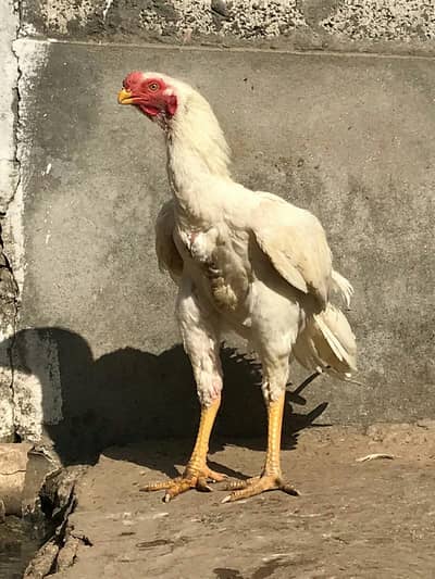 parrot beak male and female available