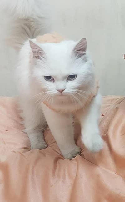 5 months old male persian kitten