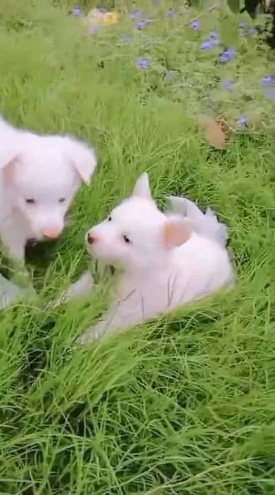 Russian puppies helthy aur butifull dog for sale