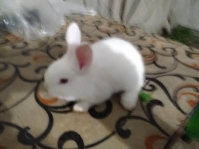 خرگوش کے بچے کی دلکش دنیا