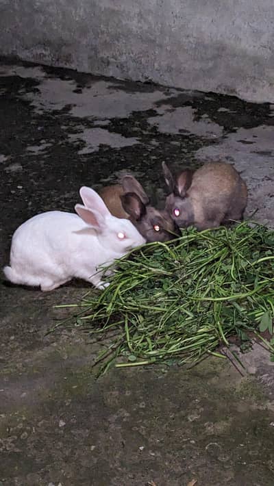 1 Male Rabbit 2 Female Rabbits full Breader