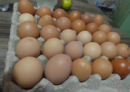 Lohman and Desi eggs