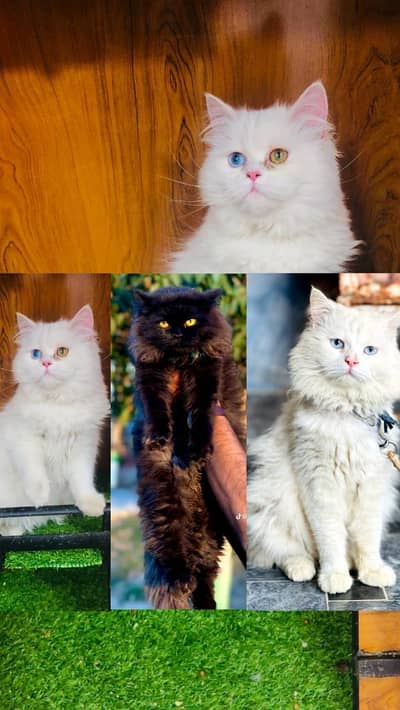 cash on delivery Persian Cats & Kittens Available — Healthy & Playful