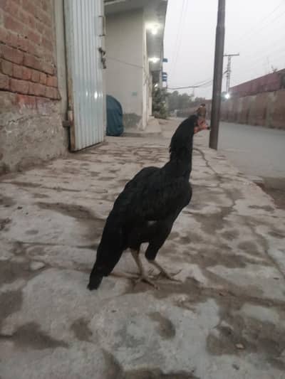 aseel mhuske murgr for sale