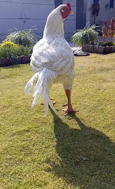 White Heera Breeder Aseel