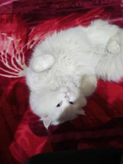 muhammad sadiq