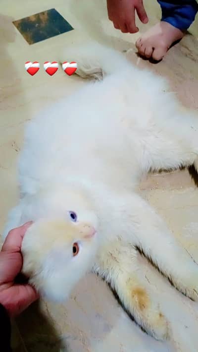 Persian cat double shaded eyes