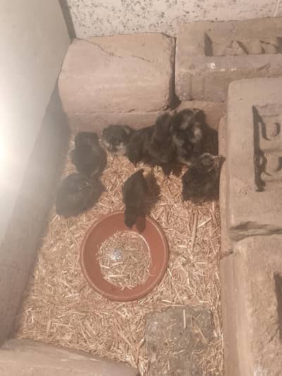 maray pas black Australorp k 8 chiks han  25 days k