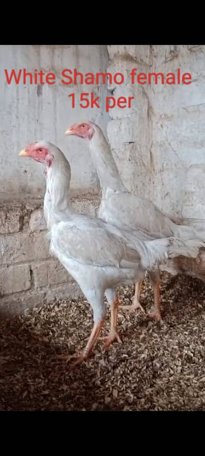 Shamo | aseel | shamo aseel | white aseel | o shamo | king shamo