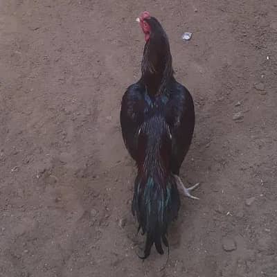 pure mianwali hai breedar hai