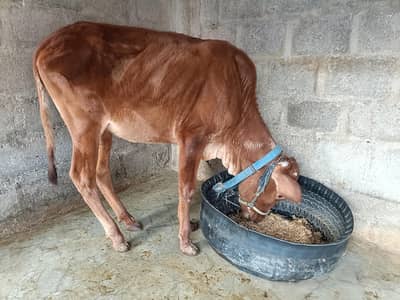 pakki Kheri Bachiya For Sale
