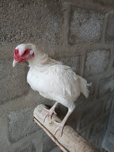 old blood line Hera female's A one quality