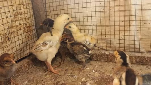 Pure Aseel Chicks 03204143422
