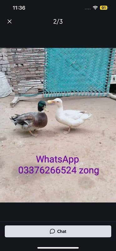 Aseel mianwali female