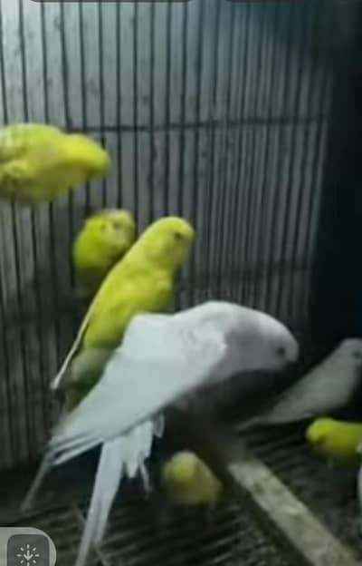 fellow and red eyes Australian parrot