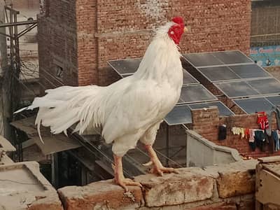 bahut achcha pattha hai