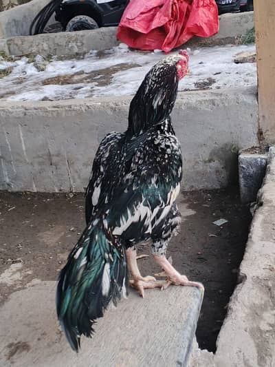 aseel chena murga for sale