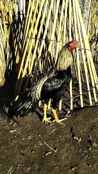 Only Aseel Sawa java patha (Murgha) for sale