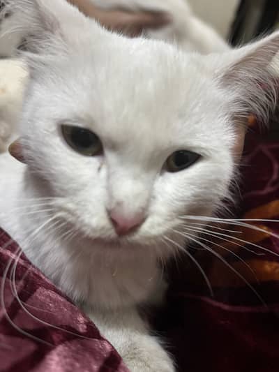 Cat white triplec coated