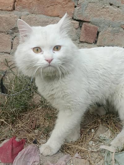 Persian cat for home