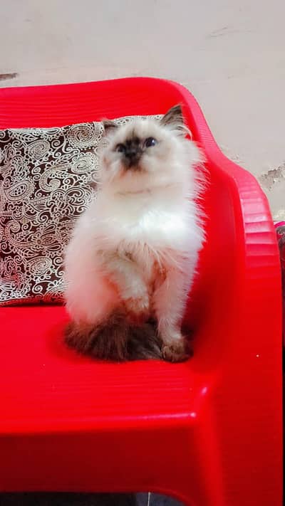 Siamese Himalayan kitten