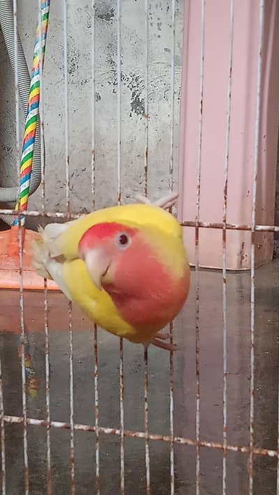 female lovebird  & dove pair  & 2, small cage