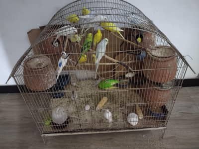 5 Budgies for sale
