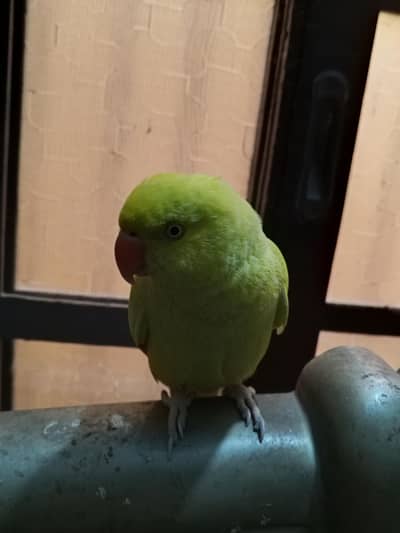 Parrot for sale
