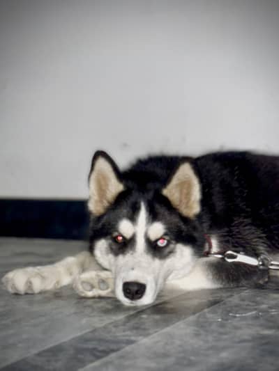 husky female
